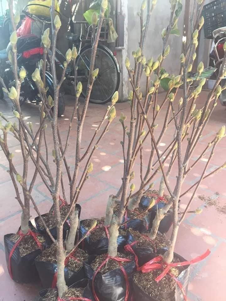 hoa mộc lan siêu nụ siêu đẹp đủ màu