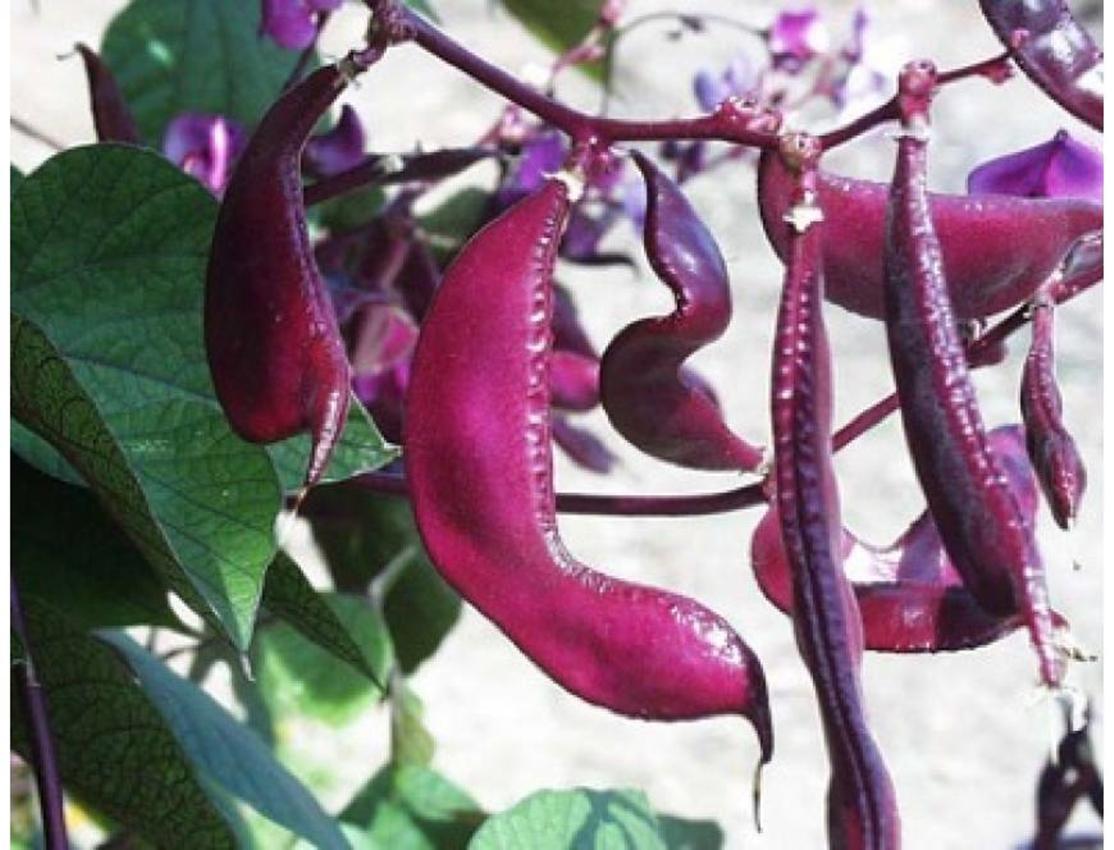 Hạt giống Đậu ván đỏ