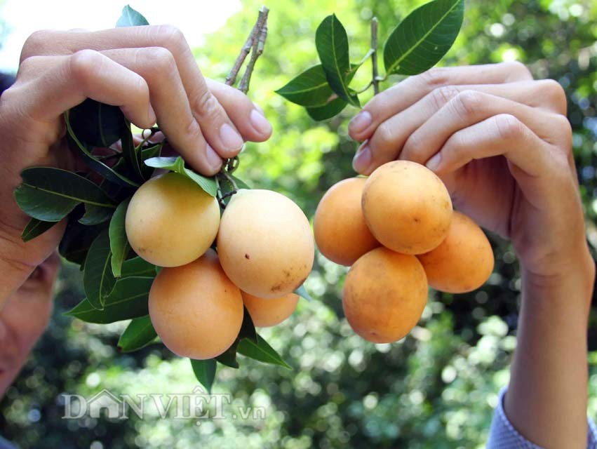 CÂY GIỐNG THANH TRÀ THÁI LAN