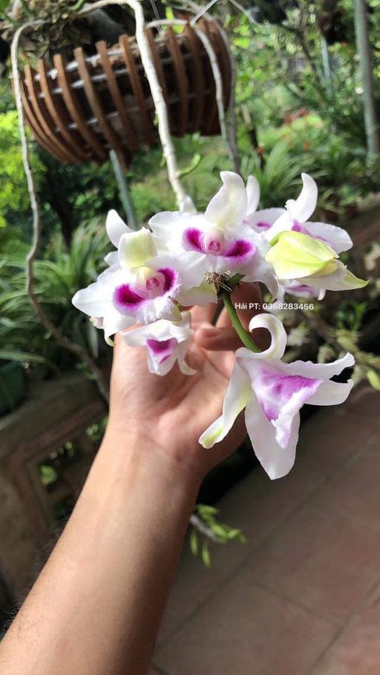 Ám mắt trâu lưng xanh hàng giống