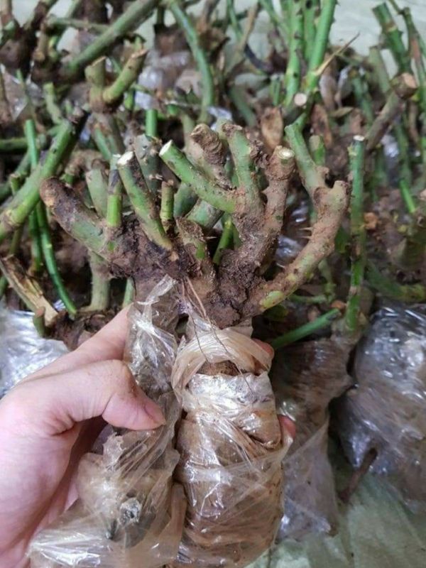 Gốc Hoa Hồng Đà Lạt Tự Chọn Màu