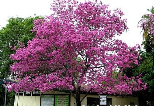 CÂY KÈN HỒNG GIỐNG