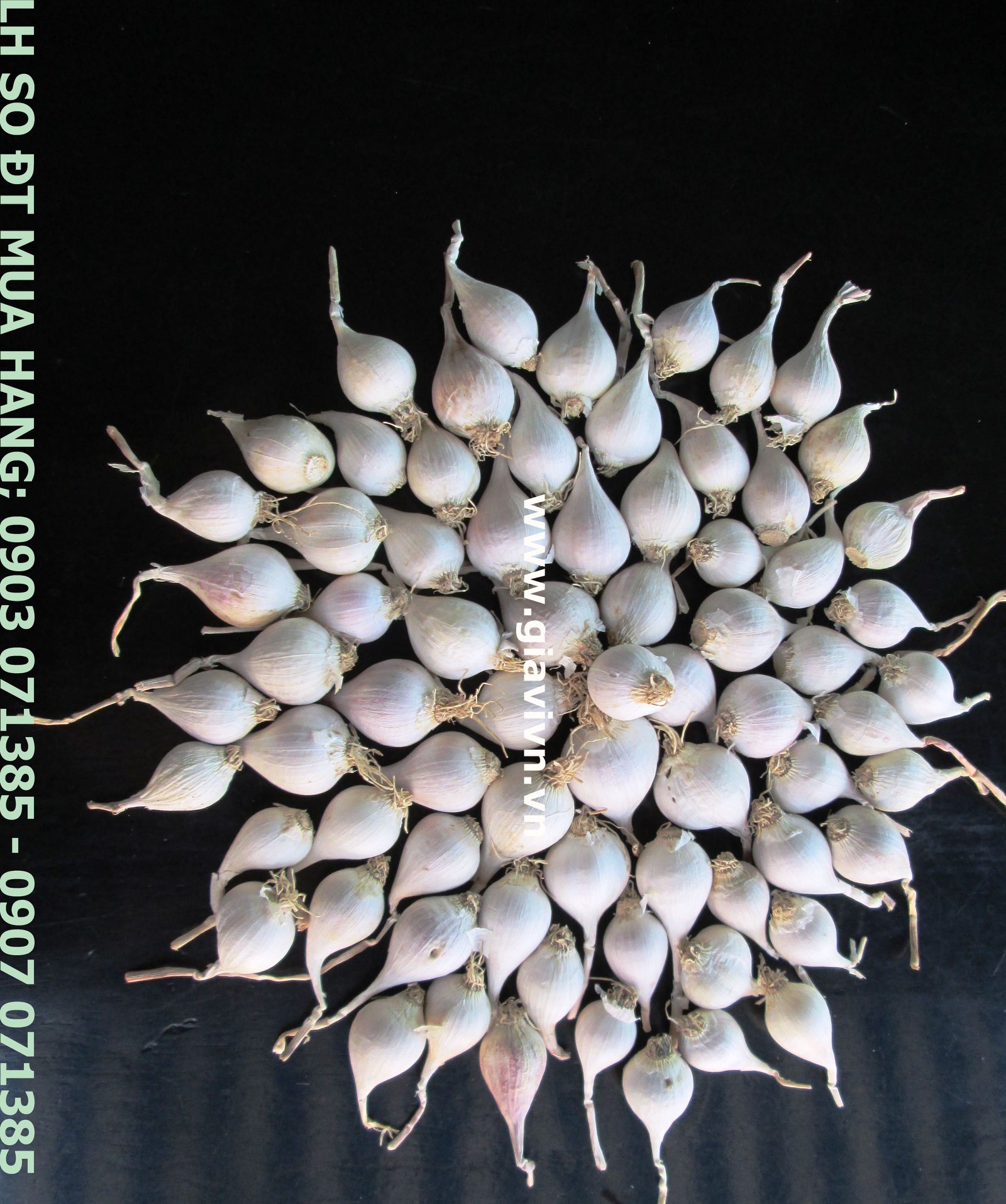 Tỏi Cô Đơn (Tỏi Một Tép) Đảo Lý Sơn. 100gram