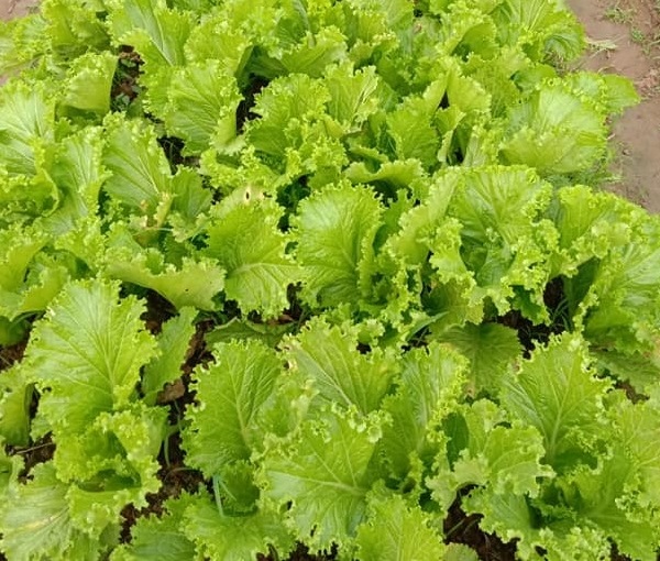 Hạt giống rau Cải Bẹ Mào Gà (Cải Bẹ Dún) 20 gram