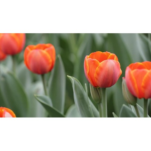 5 củ giống hoa tulip hoa màu cam