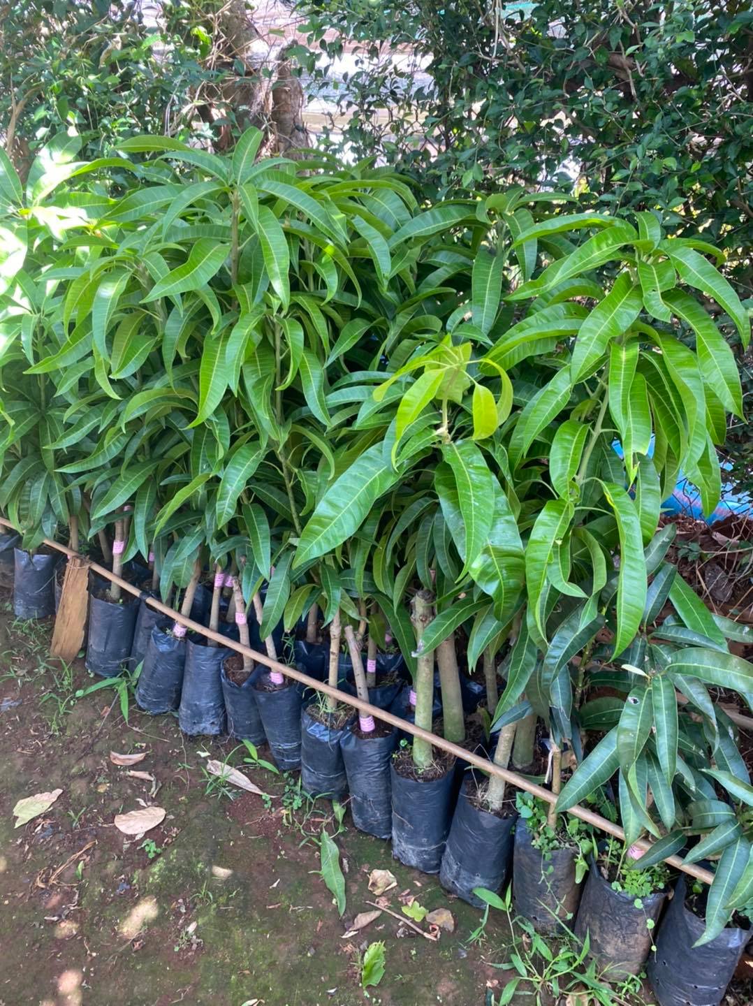 Cây giống Xoài Đỏ Nhật Bản. [ CÂY GIỐNG CAO 1M ĐẸP ]
