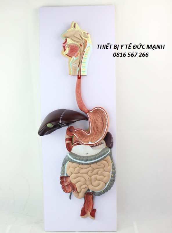 Mô hình giải phẫu hệ tiêu hóa