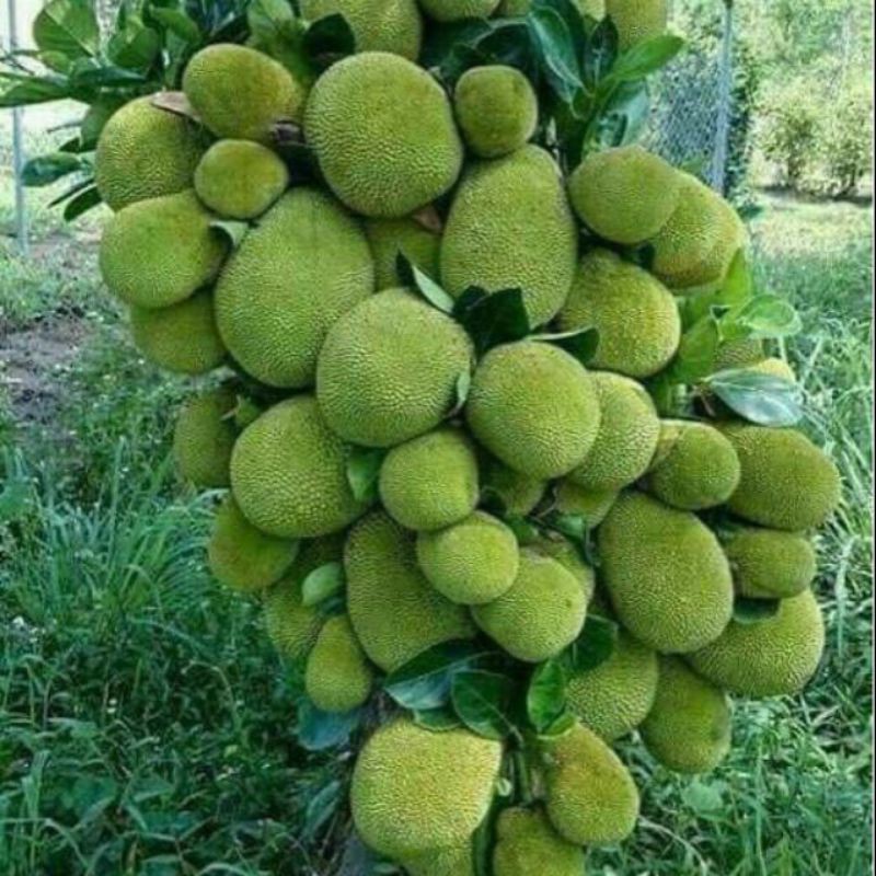 Mít tố nữ siêu trái