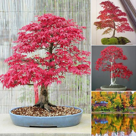 [MUA 10 TẶNG 1] - Set 10 gói Hạt giống phong lá đỏ Bonsai