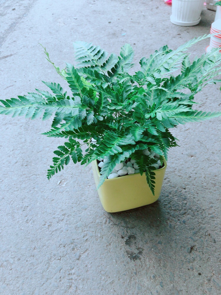 Chậu Cây Dương Sỉ