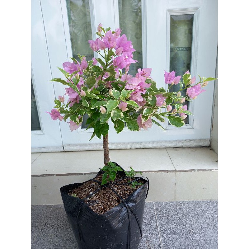 cây hoa giấy hồng lợt