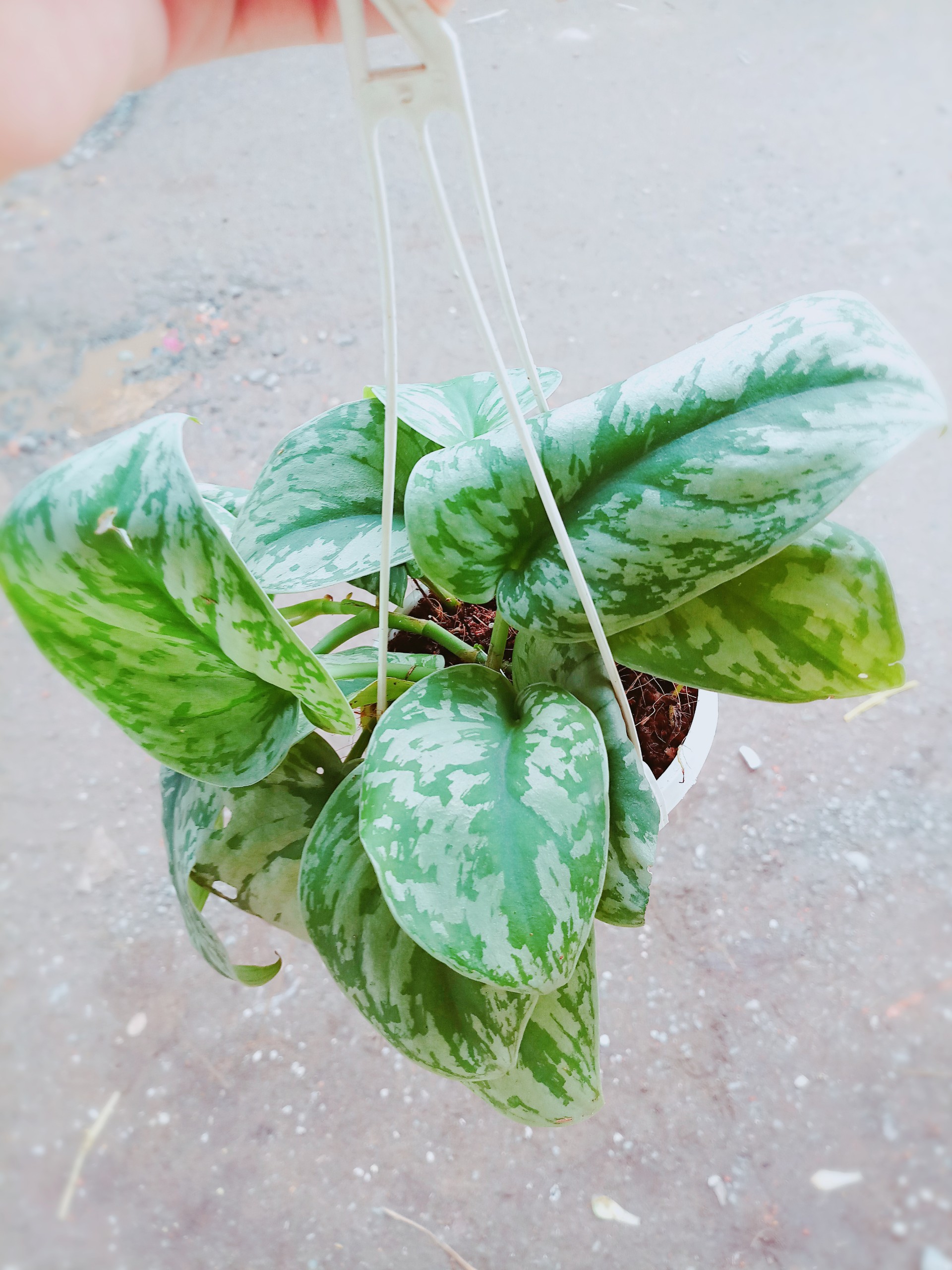 Trầu Bà Nham Thạch