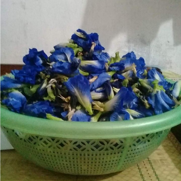 HẠT GIỐNG HOA ĐẬU BIẾC
