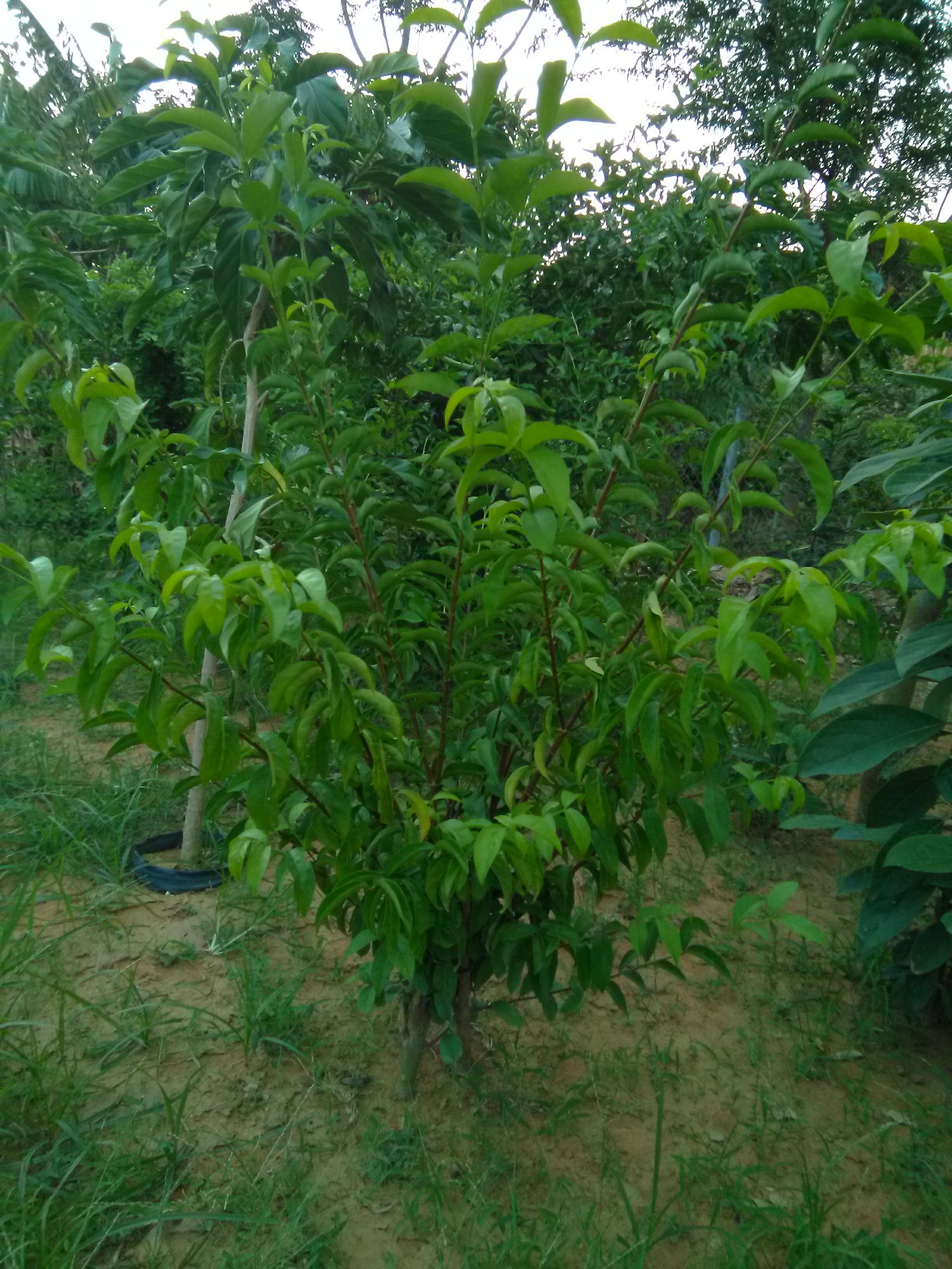 Cây nhàu lớn,  cao khoảng 1.5m
