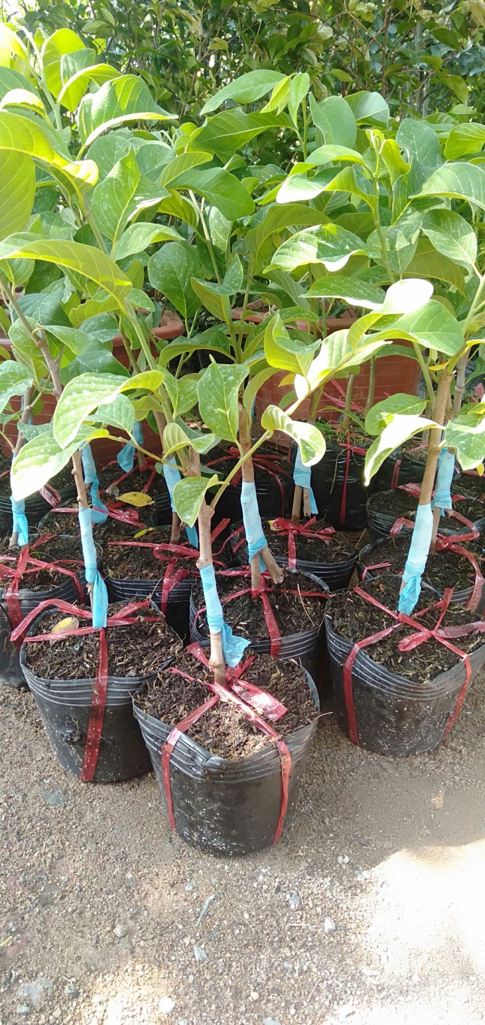 cây mãng cầu na thái lan combo 2 cây