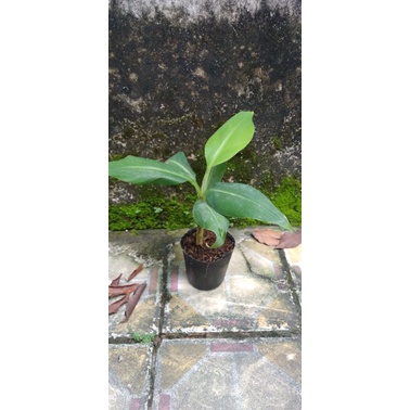 Cây giống chuối già Laba(thuần xứ nóng)