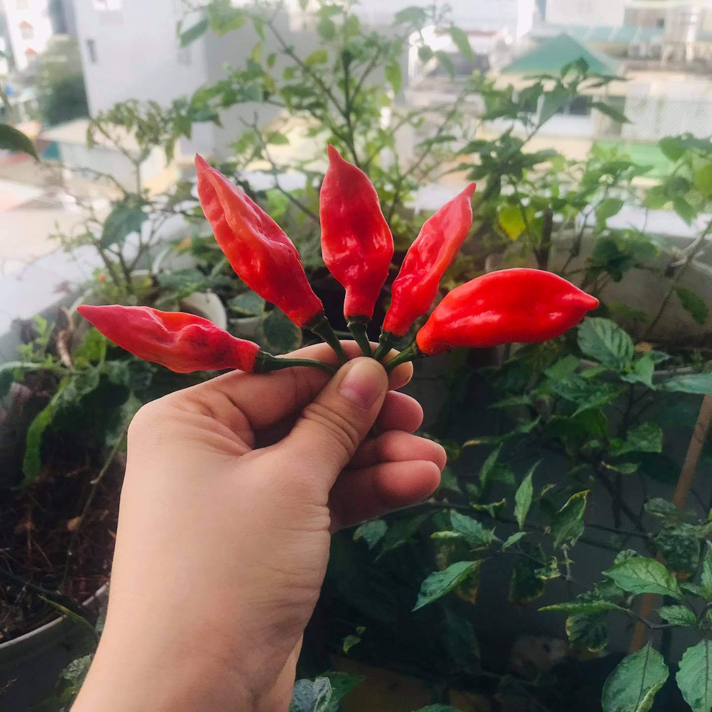 Hạt ớt giống Naga Viper (5 hạt)
