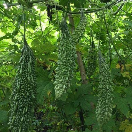 Hạt Giống Khổ Qua Trái Dài Salsa (5 Hạt)
