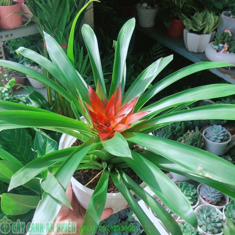 Cây phong lộc hoa