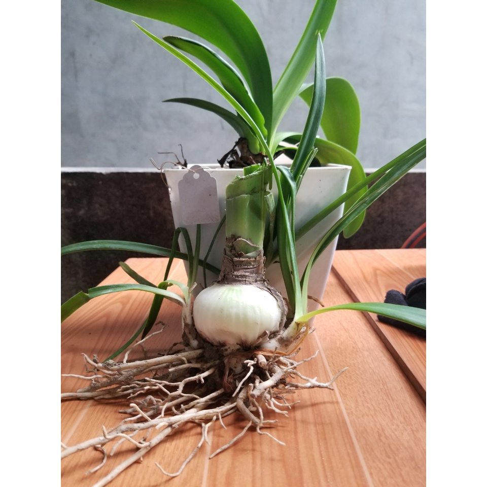 Củ hoa lan huệ Tuyết thanh( củ đại)