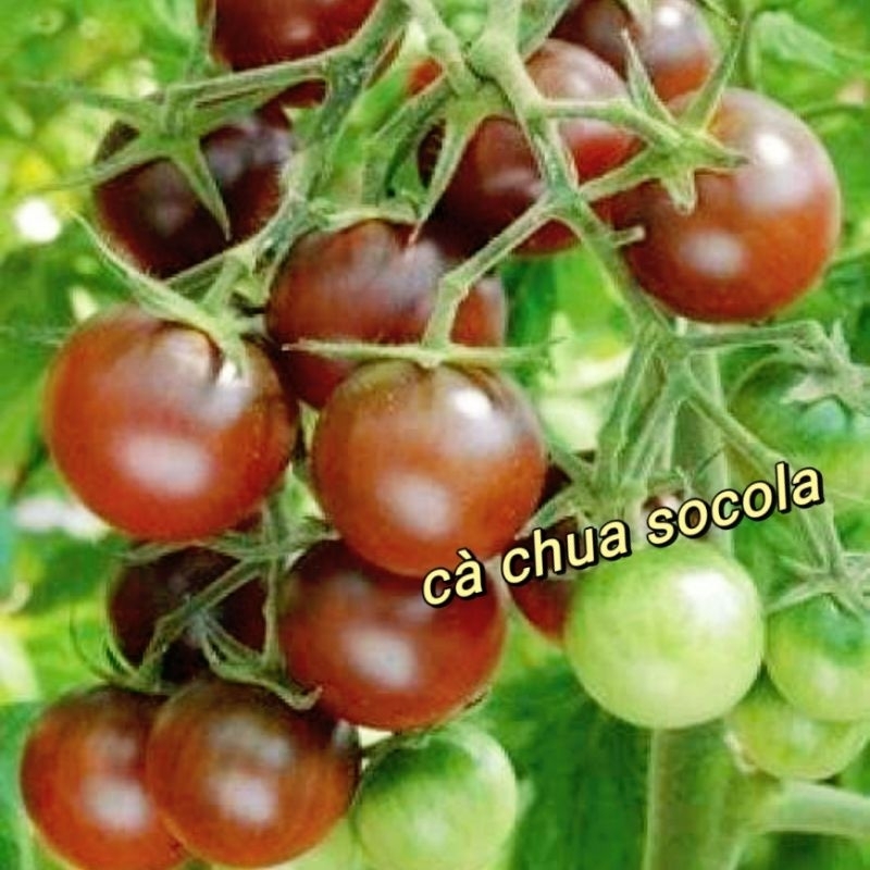 Hạt giống cà chua socola chùm siêu trái/gói 20 hạt