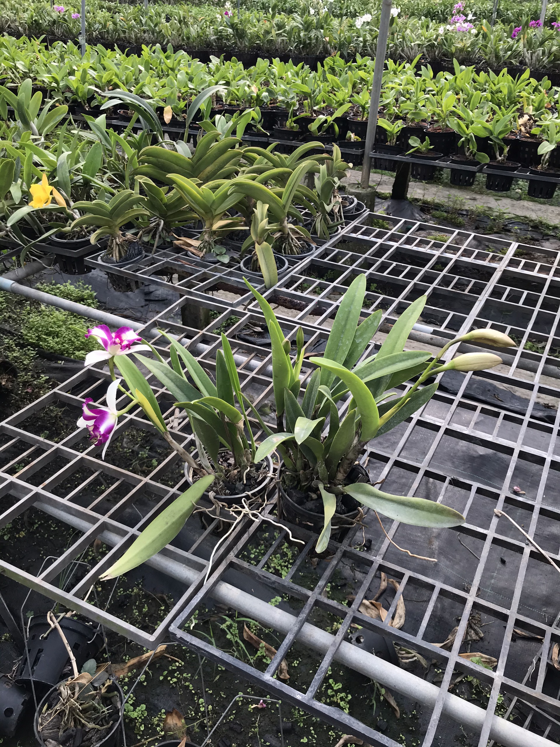 Hoa lan catt đài mặt quỷ cây trưởng thành