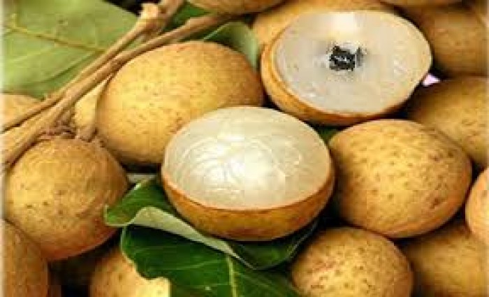 Cây NHÃN KHÔNG HẠT THÁI LAN