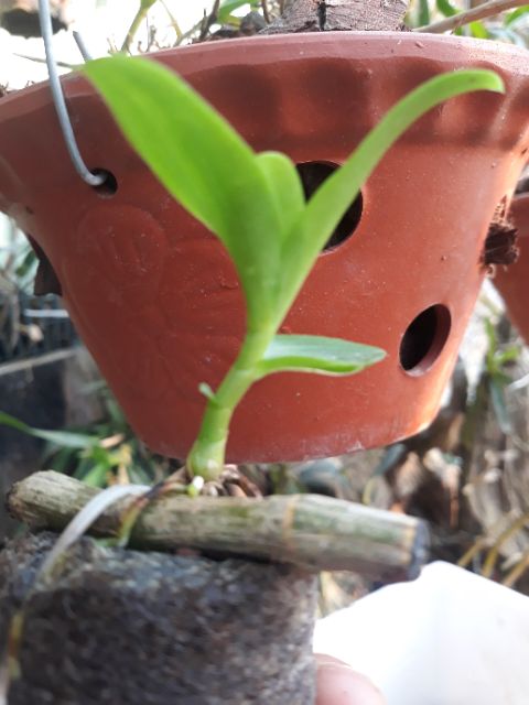 Hoa lan phi điệp mắt đỏ hoà bình