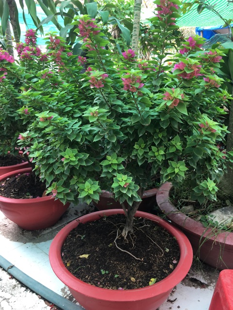 Hoa giấy mỹ siêu hoa
