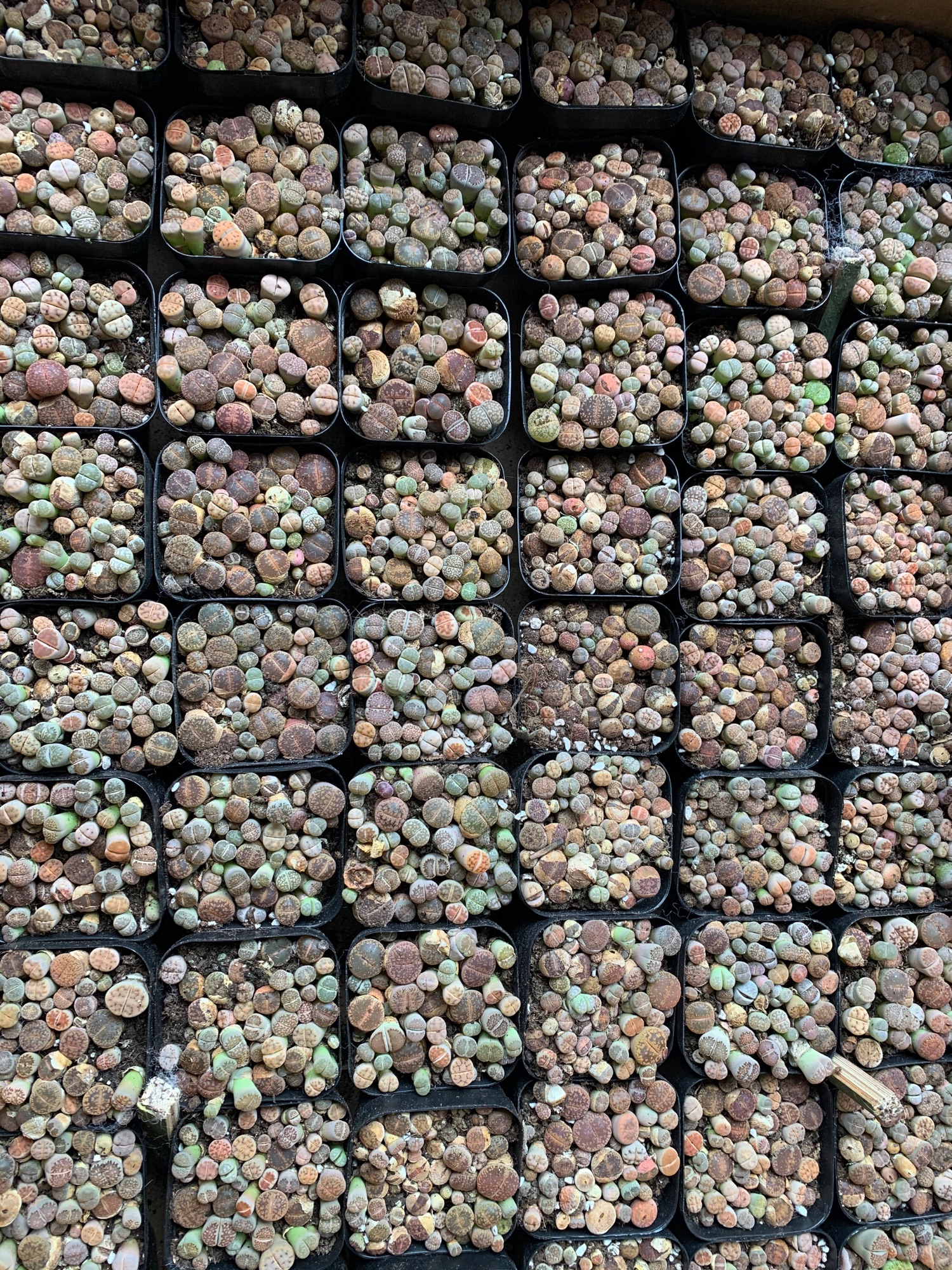 Thạch lan. Sen mông. Lithops