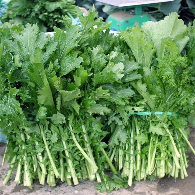 Hạt giống rau cải mèo cao sản -Dễ Trồng,Nhanh Thu Hoạch