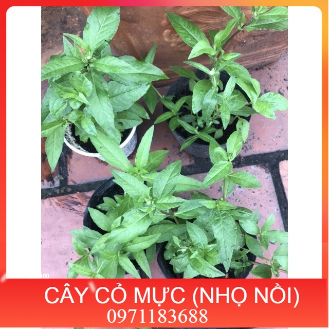 Cây cỏ mực/cây nhọ nồi nhà vườn trồng
