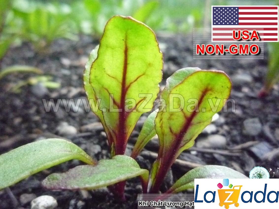 5Gr Hạt Giống Củ Dền Đỏ Detroit (A1.208| G12*W64*M026)