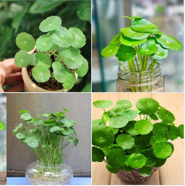 Hạt giống cây cỏ đồng tiền - 50 hạt/gói