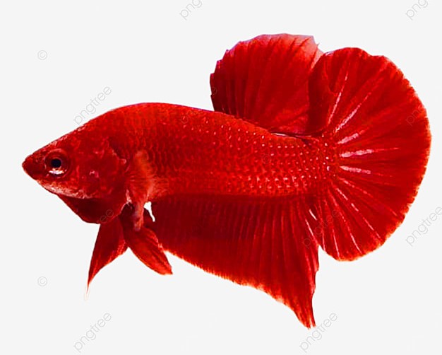 Betta Trống Super Red