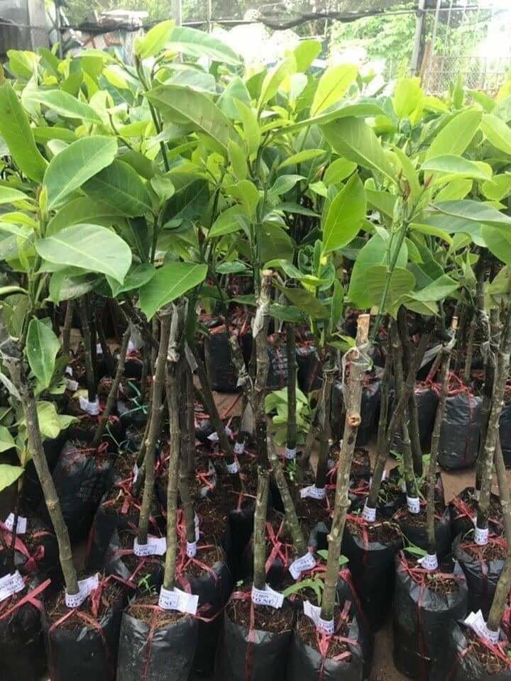 CÂY GIỐNG MÍT TỐ NỮ