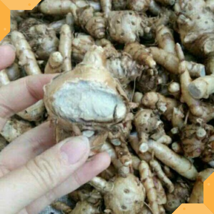 NGHỆ ĐEN TƯƠI - 1 KG