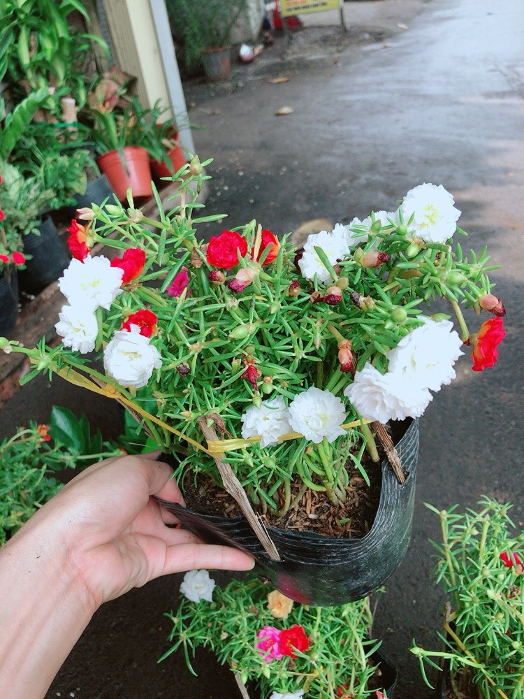 Chậu cây hoa mười giờ đẹp