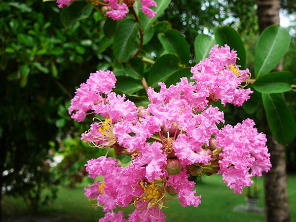 cây hoa tường vi size lớn