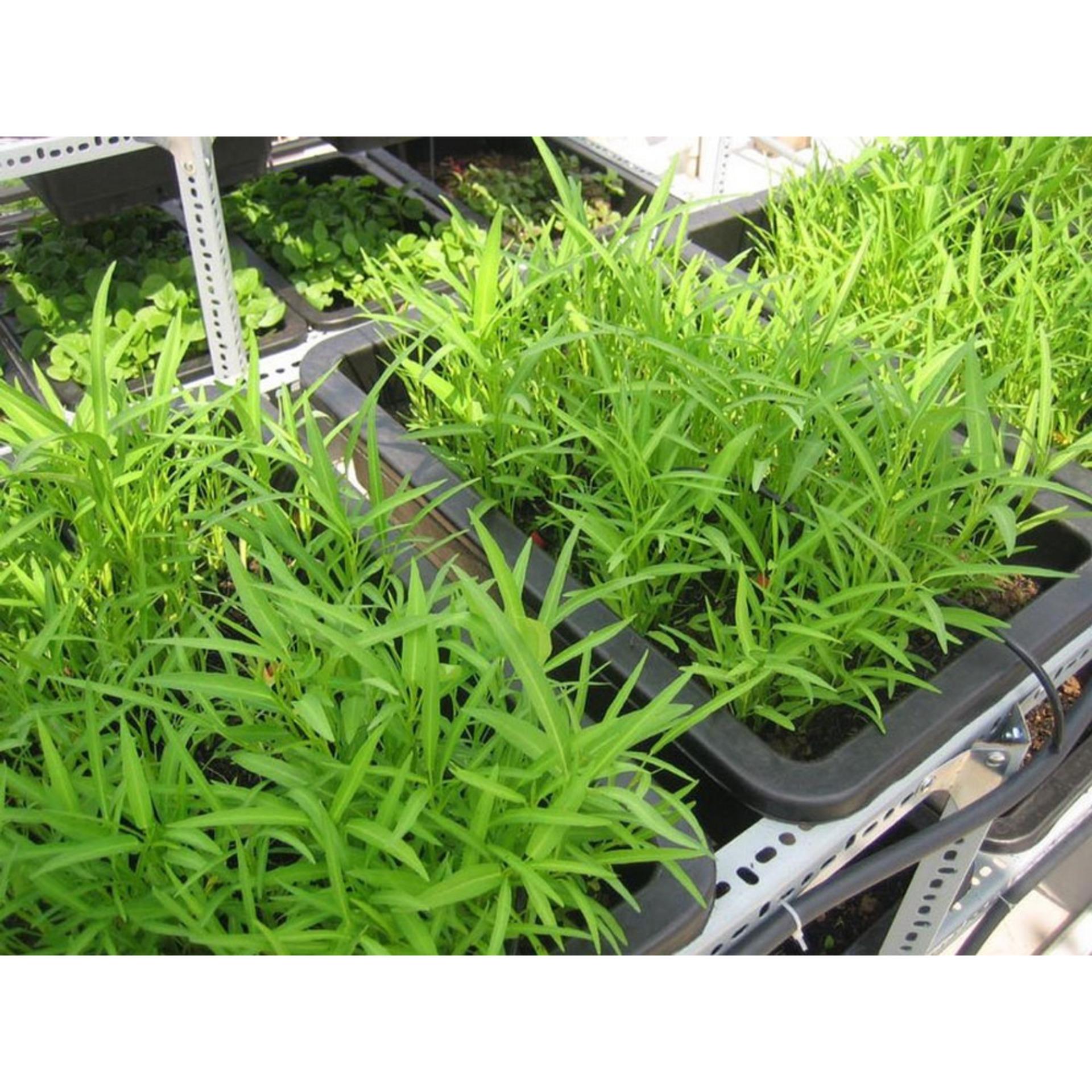 50g Hạt giống Rau muống lá tre