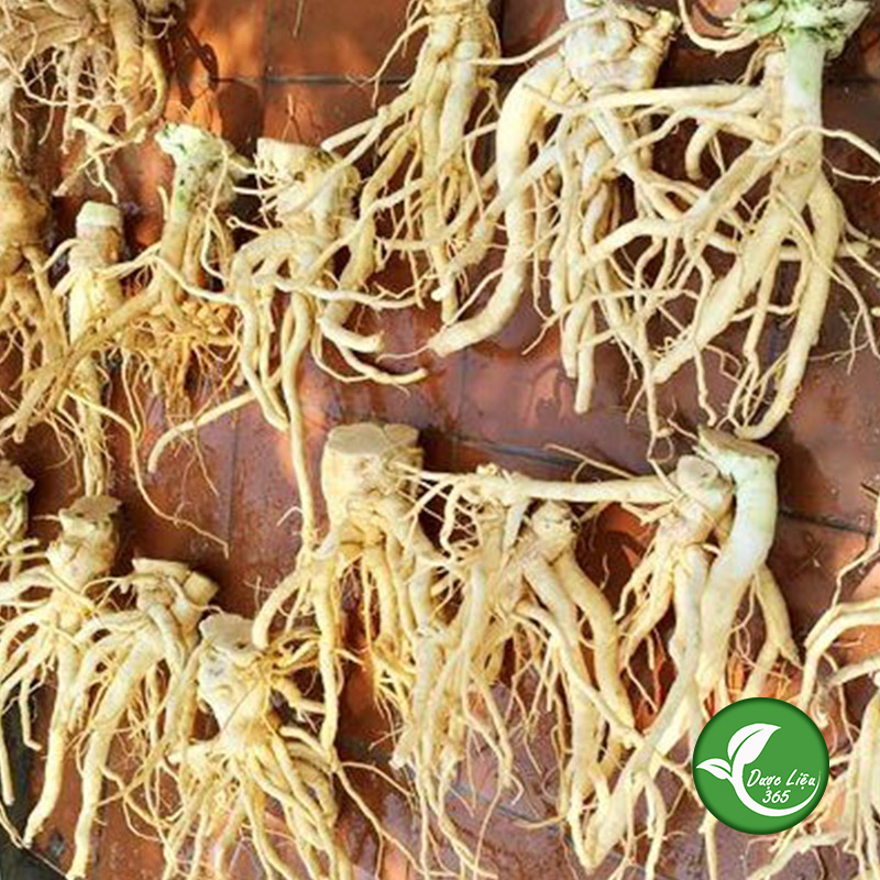 Rễ Đinh Lăng (1Kg khô) - DL049
