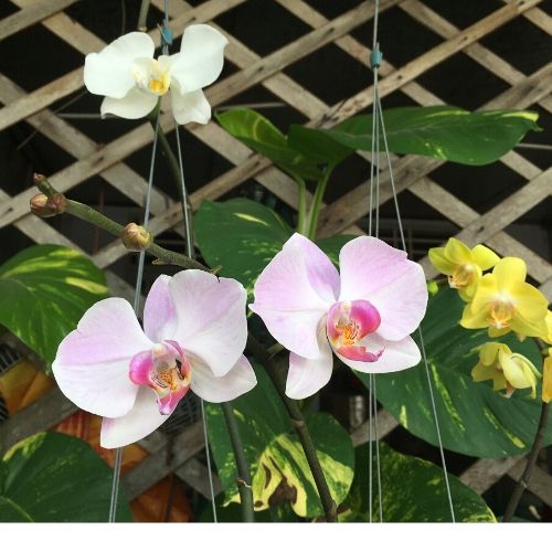 phân trùn quế dạng nén viên cho hoa lan tan chậm vermis