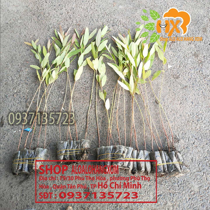 Combo 50 cây bạch đàn cao sản cây giống