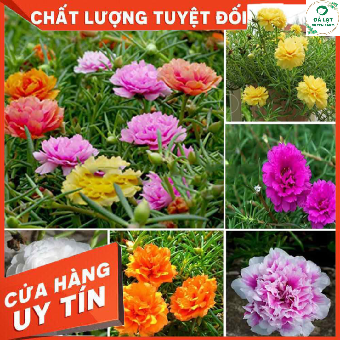 1K_Hạt Giống Hoa Mười Giờ Mỹ