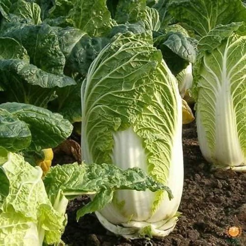 Hạt Cải Thảo F1 Goki 70 - Gói 1 Gram
