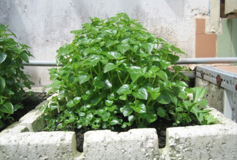 HẠT GIỐNG RAU CÀNG CUA gói 0,5 gram