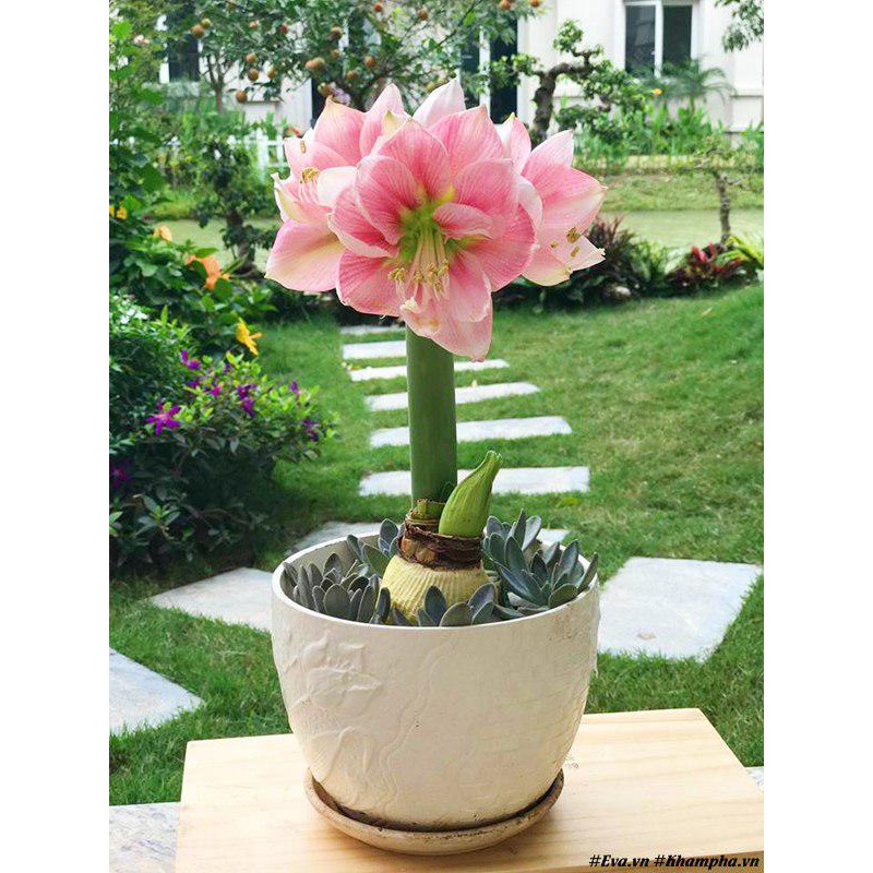 CỦ HOA HUỆ TÂY CÁNH KÉP