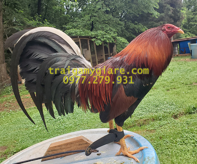 10 trứng gà Asil Mỹ