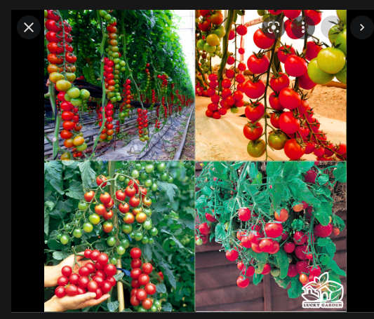 Hạt giống cà chua bi chuỗi ngọc