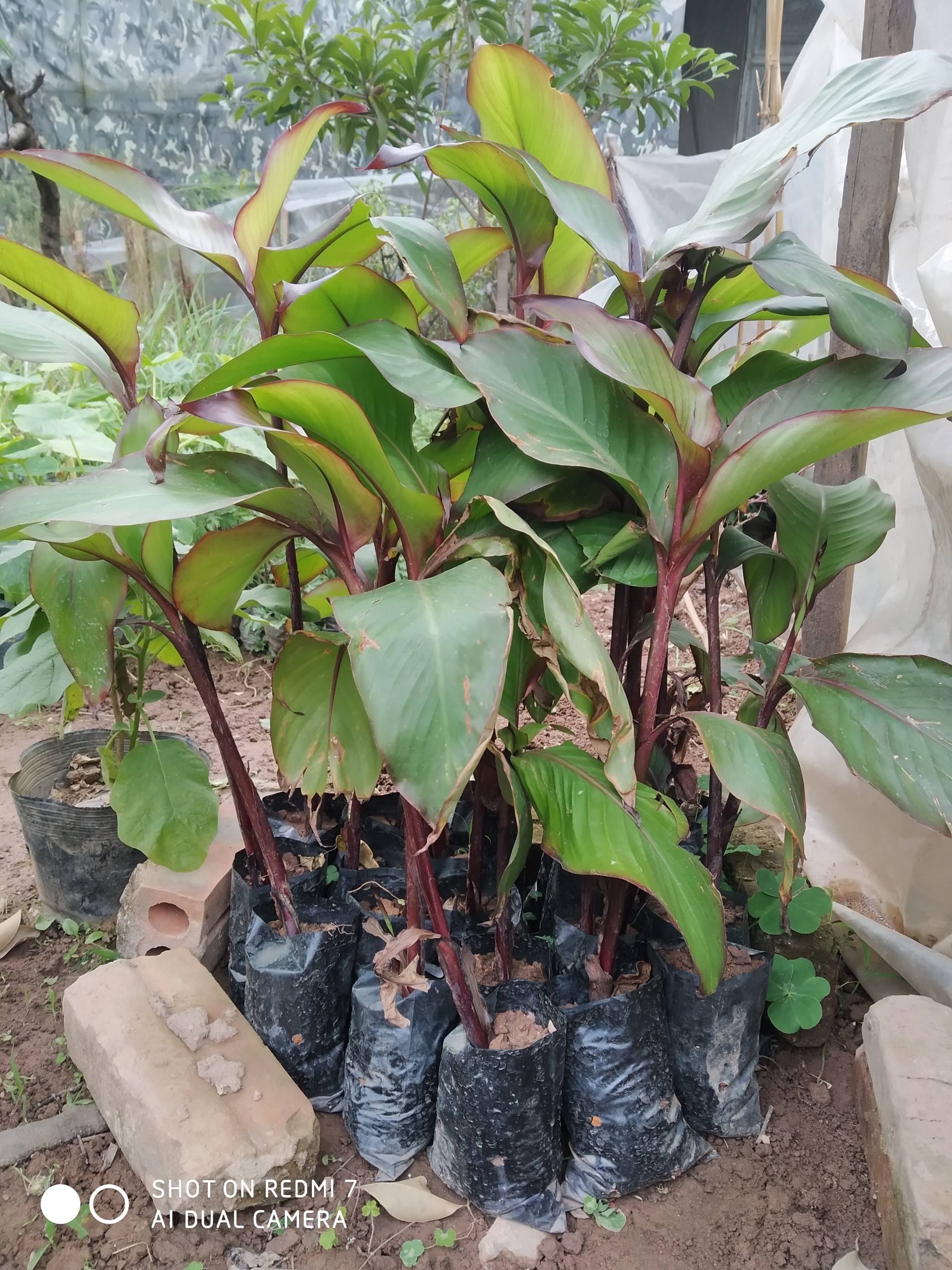 Cây Dong Riềng Đỏ Giống Khỏe 366LZ 688L 682lz 681lz